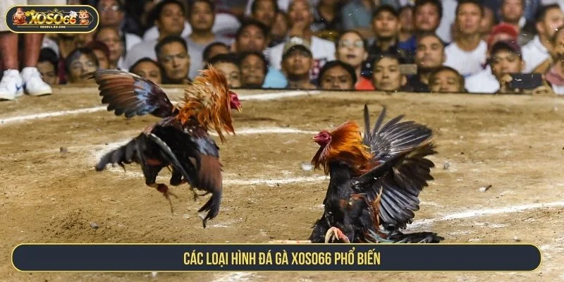 Trải Nghiệm Cá Cược Đá Gà XOSO66 Giao Dịch Nhanh Chóng Chi tiết về các loại hình cá cược đá gà XOSO66