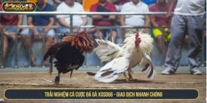 đá gà xoso66