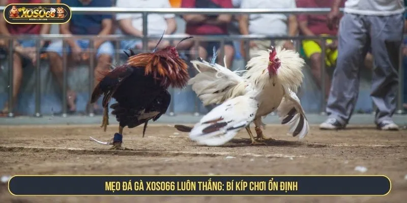 Mẹo Đá Gà XOSO66 Luôn Thắng Với Chiến Thuật Chuẩn Xác Mẹo đá gà XOSO66 luôn thắng: Bí kíp chơi ổn định