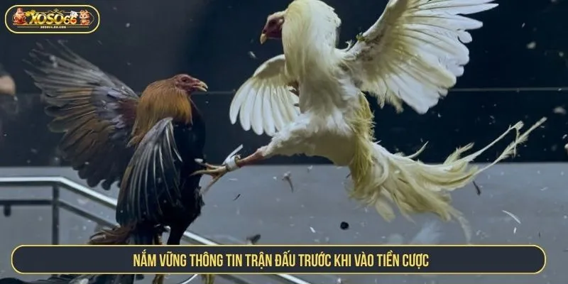 Mẹo Đá Gà XOSO66 Luôn Thắng Với Chiến Thuật Chuẩn Xác Nắm vững thông tin trận đấu trước khi vào tiền cược