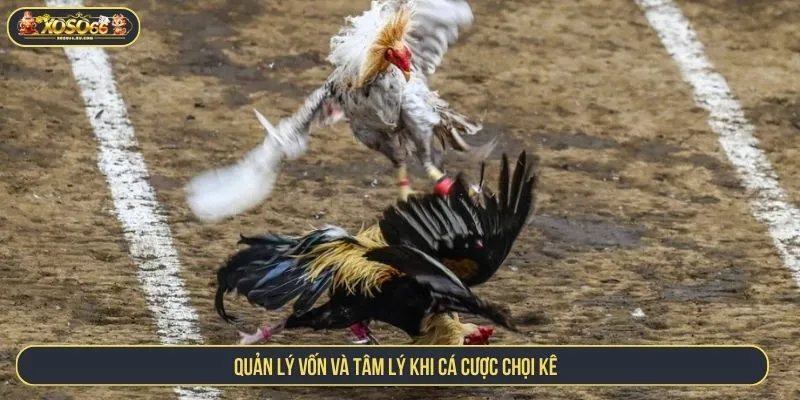 Mẹo Đá Gà XOSO66 Luôn Thắng Với Chiến Thuật Chuẩn Xác Quản lý vốn và tâm lý khi cá cược chọi kê