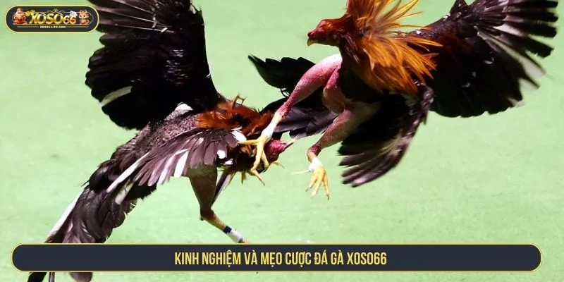 Trải Nghiệm Cá Cược Đá Gà XOSO66 Giao Dịch Nhanh Chóng Tham khảo kinh nghiệm cược đá gà
