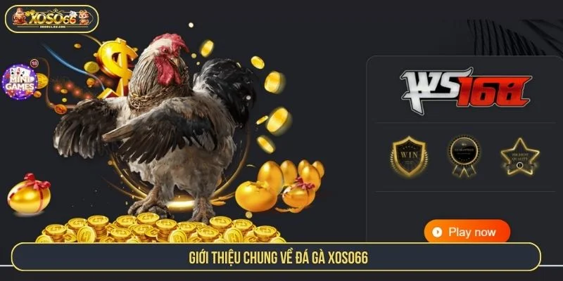 Trải Nghiệm Cá Cược Đá Gà XOSO66 Giao Dịch Nhanh Chóng Tổng quan sảnh đá gà XOSO66