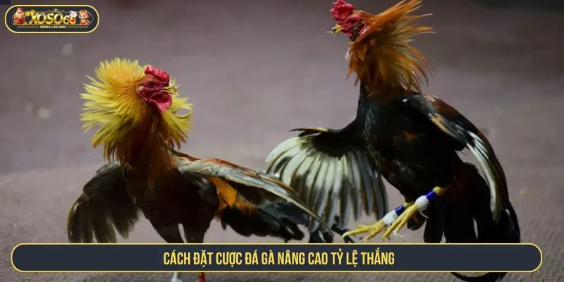 Cách đặt cược đá gà nâng cao tỷ lệ thắng