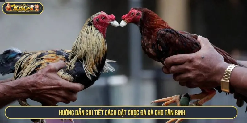 Hướng dẫn chi tiết cách đặt cược đá gà cho tân binh