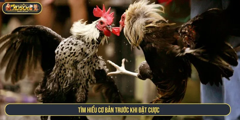Tìm hiểu cơ bản trước khi đặt cược